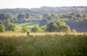 A faun on the grand estate of Domaine des Etangs
