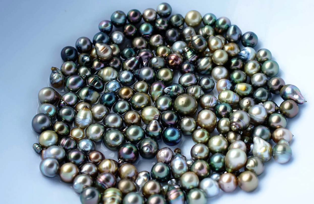 Colourful pearls after being harvested at Civa Fiji Pearls Colourful pearls after being harvested at Civa Fiji Pearls