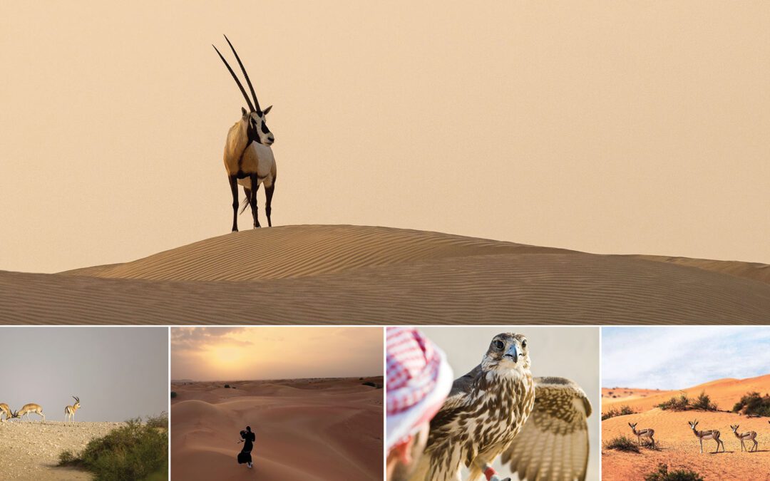 Falcons, Foxes & Firelight: A Luxury Desert Safari in Ras Al Khaimah