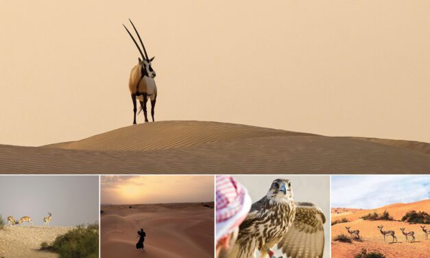 Falcons, Foxes & Firelight: A Luxury Desert Safari in Ras Al Khaimah